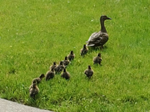 ARBORS AT STREETSBORO